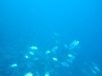 Grenada Submarine5